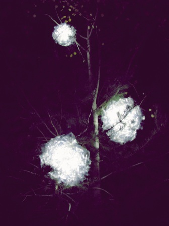 IMG_7113veronikosdarbai2013