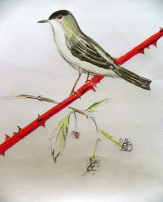 100_2971juodagalvedevynbalse2014