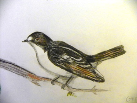 baltakaklemusinuke2014