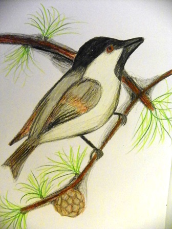 siaurinepilkojizyle12014