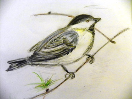 siaurinepilkojizyle2014