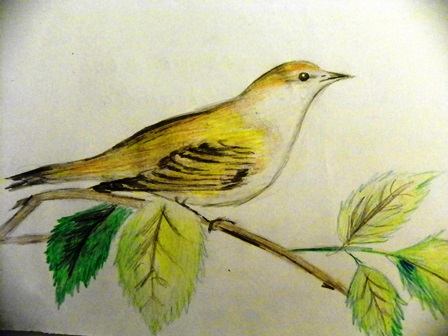 sodinedevynbalse2014