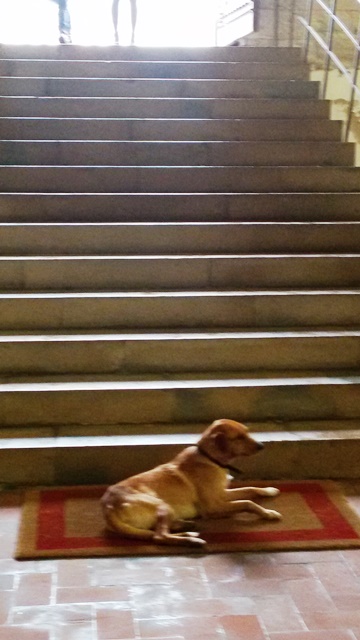 20170203_114026laiptai