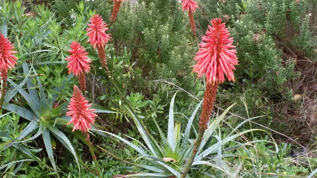 20170203_115927alijosius2017