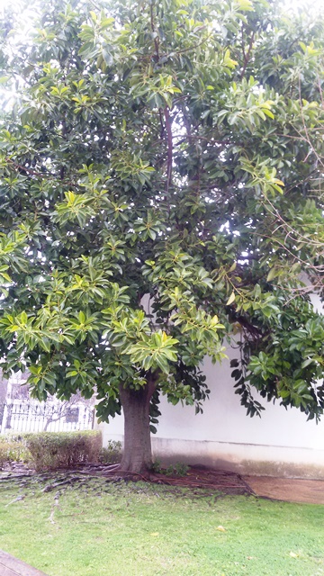 20170203_123154fikusas