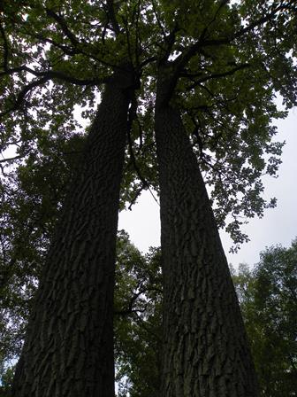 100_2039azuolynas2013