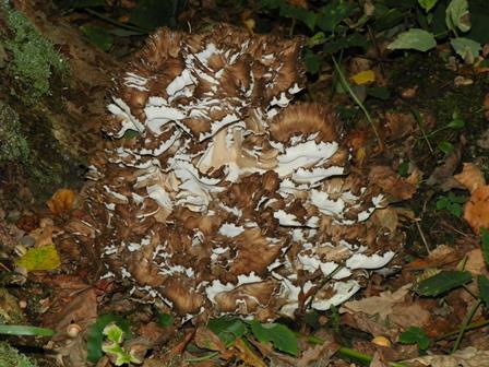 101_8838azuolynas201