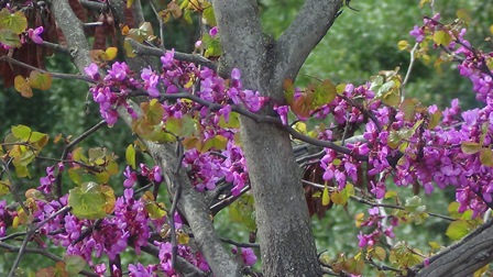 DSC02408kelionegraikijon2014