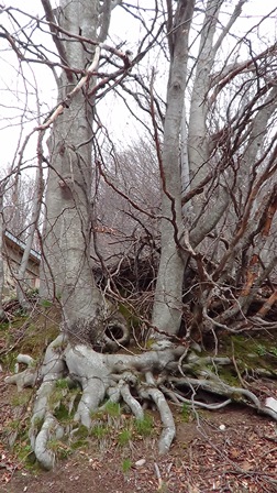 DSC02430elionegraikijon2014