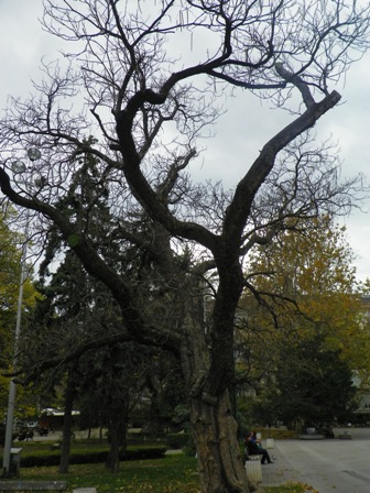 100_2280kelionebulgarija2013