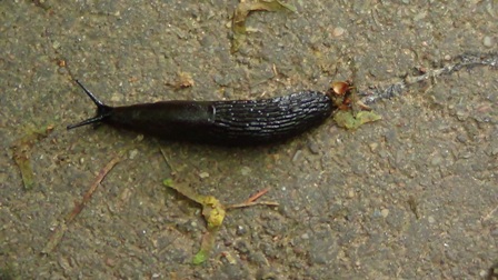 DSC01563sliuzaseksped2013