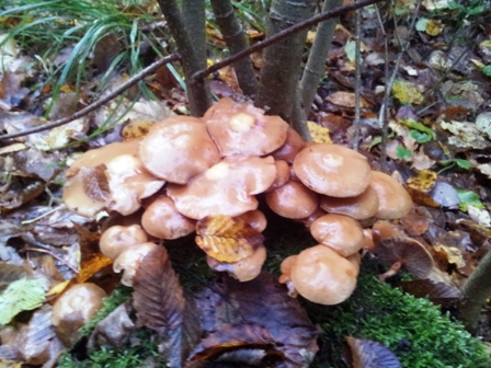 20121012_182215minavicius