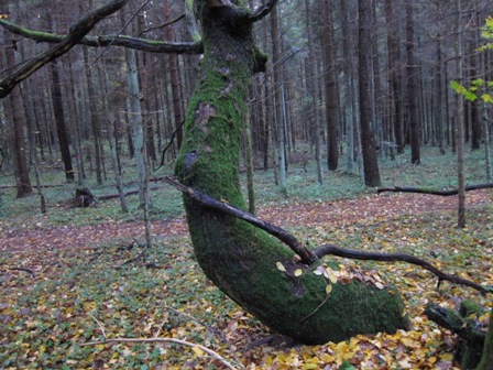 IMG_2908.masaitis.maz