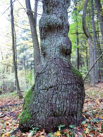 IMG_2921masaitis1.maz