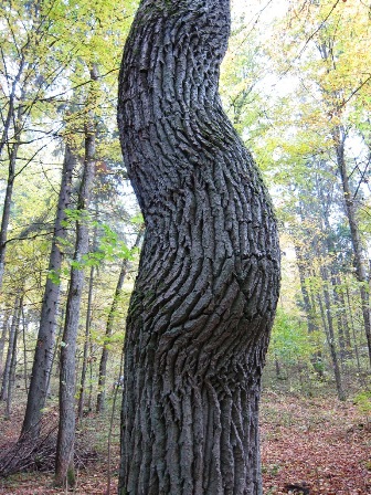 IMG_2922.masaitis1maz