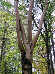 IMG_2942.masaitis1maz