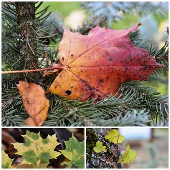 Klevai_klevaimantojpg